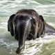 Illustration for article titled Heres an adorable baby elephant gallivanting around at the beach